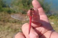 Sympetrum fonscolombii