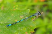 Coenagrion mercuriale