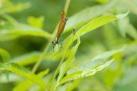 Calopteryx splendens
