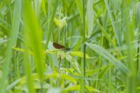 Calopteryx virgo