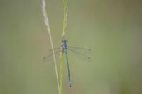 Lestes sponsa