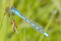 Enallagma cyathigerum