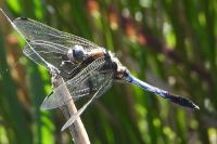 Orthetrum albistylum