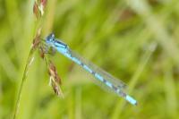Enallagma cyathigerum