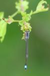 Ischnura elegans