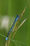Enallagma cyathigerum