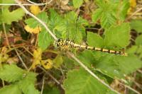 Onychogomphus forcipatus