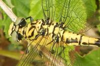 Onychogomphus forcipatus