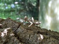 Macromia splendens