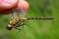 Somatochlora flavomaculata