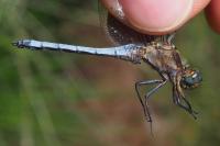 Orthetrum coerulescens