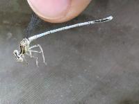 Platycnemis pennipes