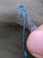 Coenagrion puella