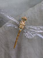Sympetrum striolatum