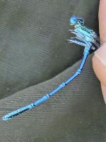 Platycnemis pennipes