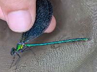 Calopteryx virgo