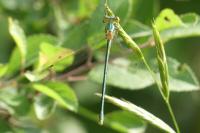 Lestes barbarus