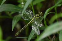 Gomphus graslinii