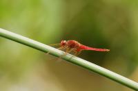 Crocothemis erythraea