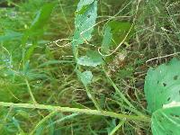 Macromia splendens