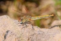 Sympetrum fonscolombii