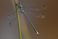 Lestes sponsa