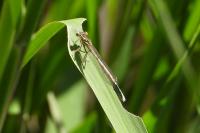 Platycnemis pennipes