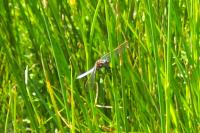 Orthetrum coerulescens