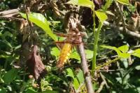 Libellula depressa
