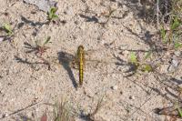 Orthetrum cancellatum