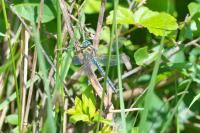 Brachytron pratense