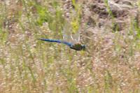 Anax imperator