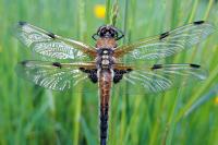 Libellula quadrimaculata