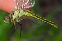 Orthetrum cancellatum