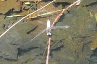 Libellula fulva