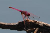 Trithemis annulata