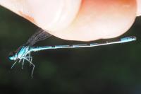 Coenagrion puella