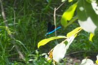 Calopteryx virgo meridionalis