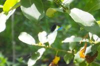 Calopteryx xanthostoma