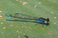 Erythromma viridulum