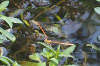 Platycnemis acutipennis