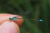Ischnura elegans