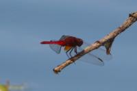 Crocothemis erythraea