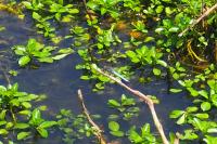 Orthetrum coerulescens