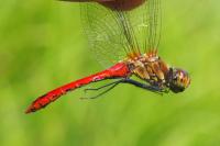 Sympetrum sanguineum