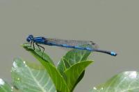 Erythromma lindenii
