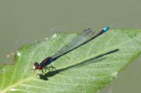 Erythromma viridulum