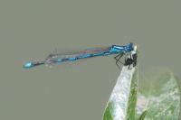 Erythromma lindenii