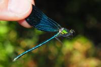 Calopteryx virgo meridionalis