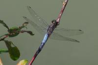 Orthetrum cancellatum